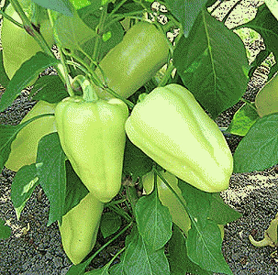 ИВЕТТА F1 семена перца сладкого Enza Zaden цена – фото 2