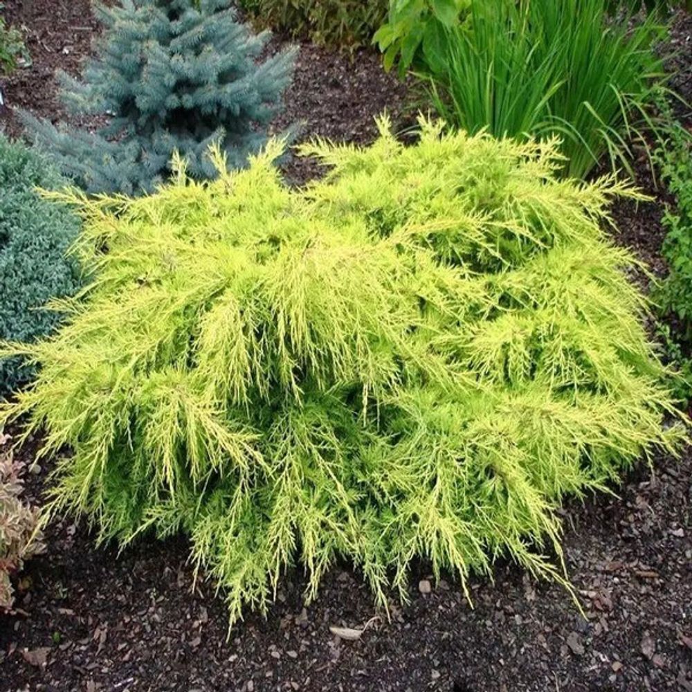 Можжевельник Олд Голд Закупка М35 наличие 2026 Можжевельник Олд Голд Закупка М35 наличие 2026