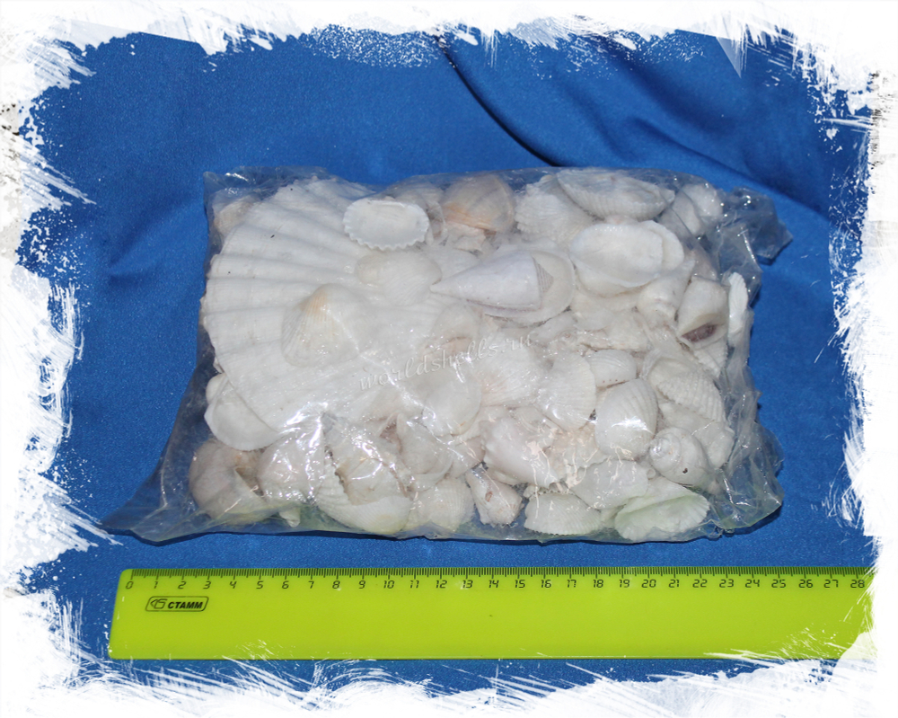 Купить морские ракушки для декора в морском стиле