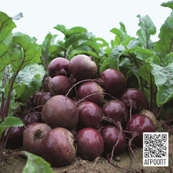 Экшен F1 семена свеклы (Bejo / Бейо)