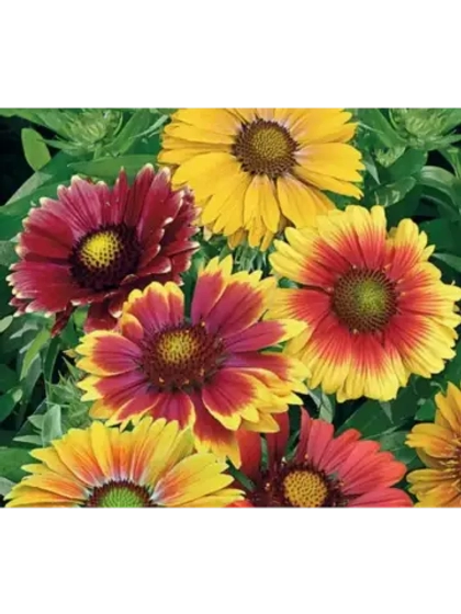 Саженец Гайлардия остистая Single Flowered Mix