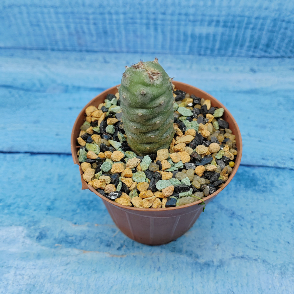 Tephrocactus Articulatus Diadematus (Тефрокактус)