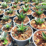 Сансевиерия BLACK ANT