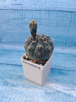 Gymnocalycium Quehlianum (Гимнокалициум)