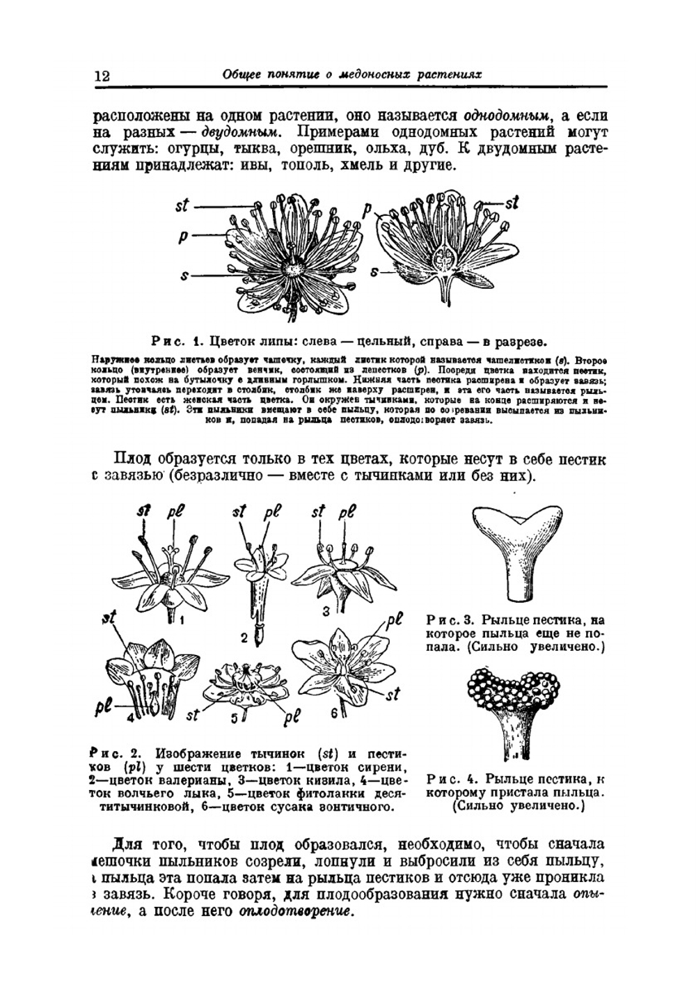 Важнейшие медоносные растения. и способы их разведения | М.М. Глухов