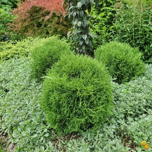 Туя Хозери Р9 15 см см Закупка М62 апрель-май 2026