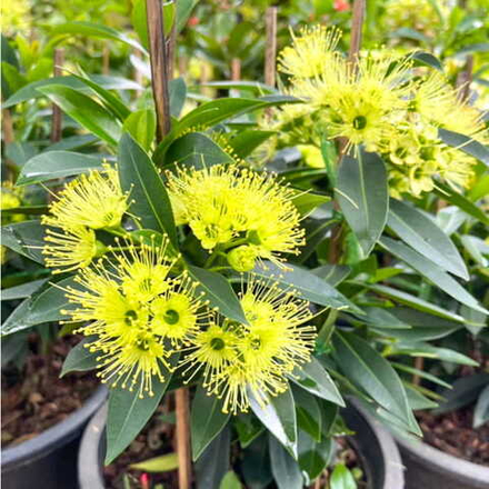 Ксантостемон желтый – Xanthostemon yellow