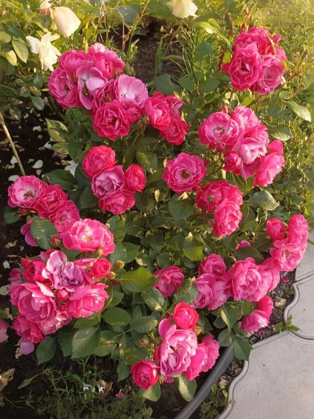 Роза флорибунда Бордюр Мажента