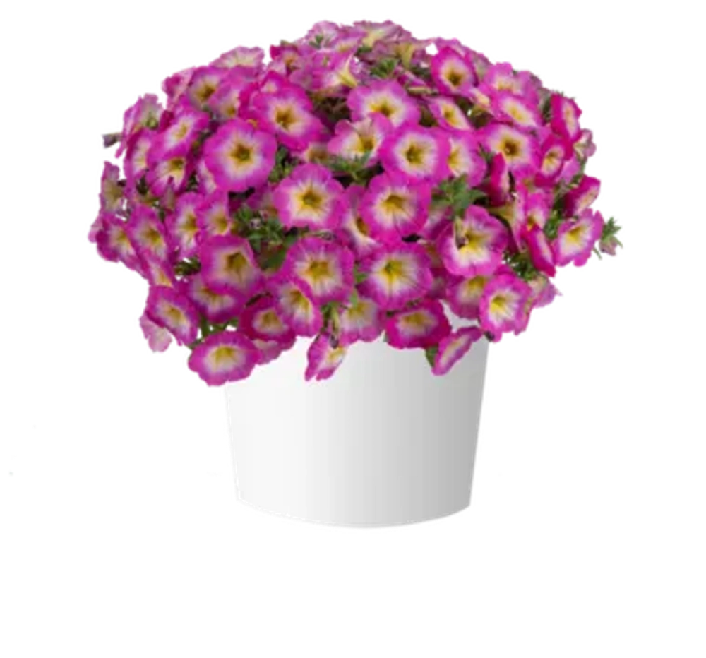 Петуния CAPELLA PINK MORN