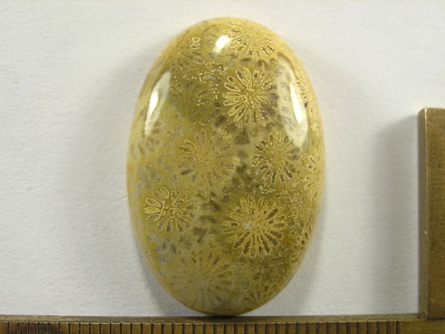 Кабошон коралла окаменелого, овал, 30x20x6 мм (3)