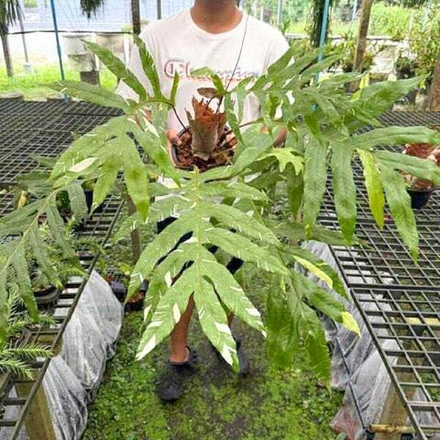 Дринария D.VAR