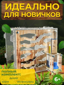 Муравьиная ферма «Кубик Древесный» с муравьями в подарок
