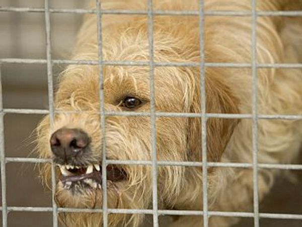 Как распознать заражение бешенством?