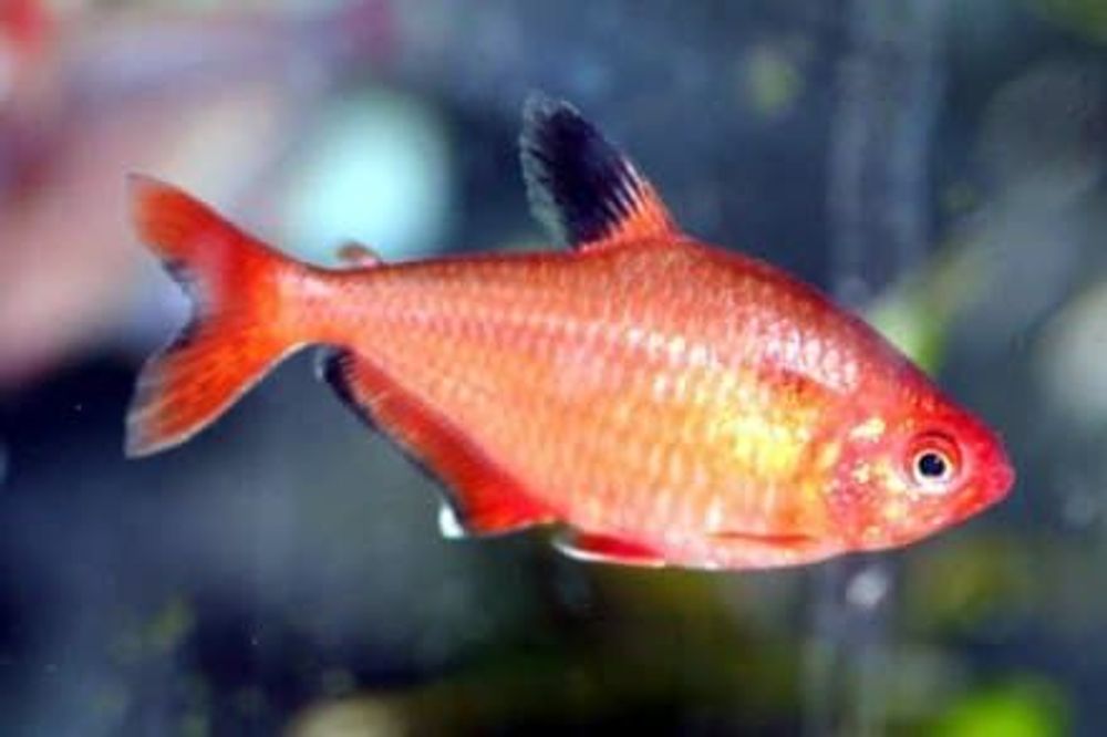 Тетра стеклянная (2091)