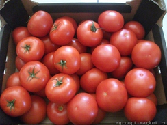 Интерленд F1 семена томата детерминантного (Nunhems / Нюнемс)