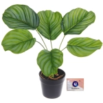 Цветок искусственный в горшке «Калатея» 28см