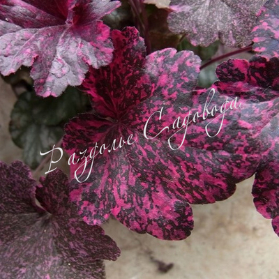 Гейхера Миднайт Роуз (горшок 1,6л)