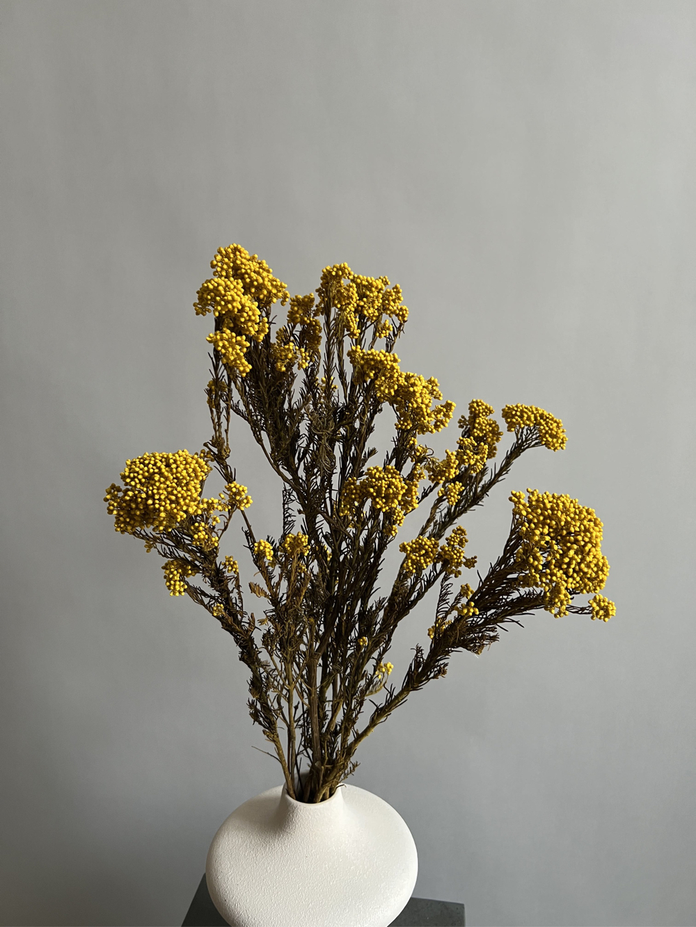 Озотамнус стабилизированный желтый