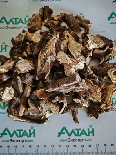 Пион уклоняющийся корень Алтай