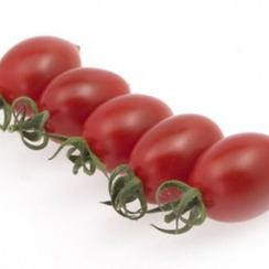 Соларино F1 семена томата индетерминантного (Rijk Zwaan / Райк Цваан)