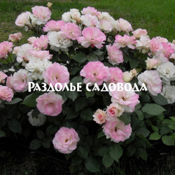 Роза флорибунда Шарль Азнавур