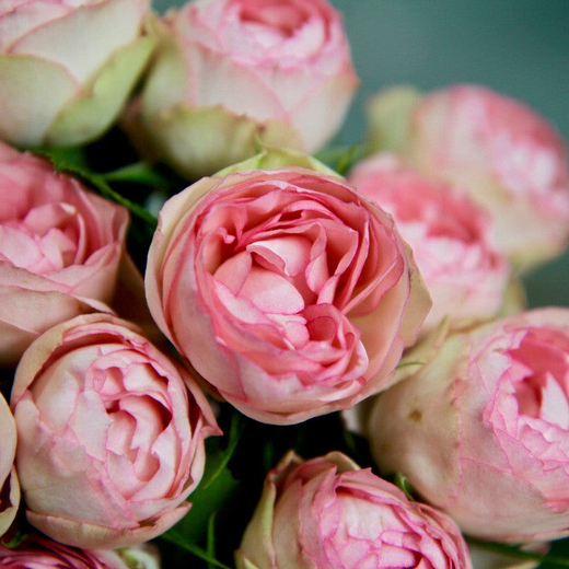 Роза Лавли Рококо С4 Закупка М16 июнь 2026