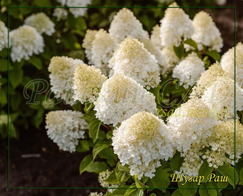 Гортензия метельчатая Шугар Раш- Сладкое стремление (Hydrangea paniculata `Sugar Rush`)
