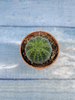 Euphoria Obesa (Эуфорбия)