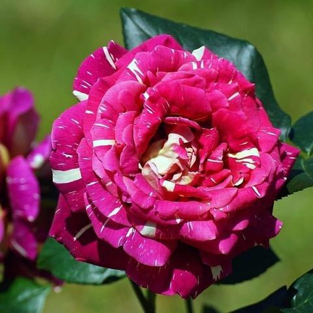 Роза чайно-гибридная Тигровая Фантазия