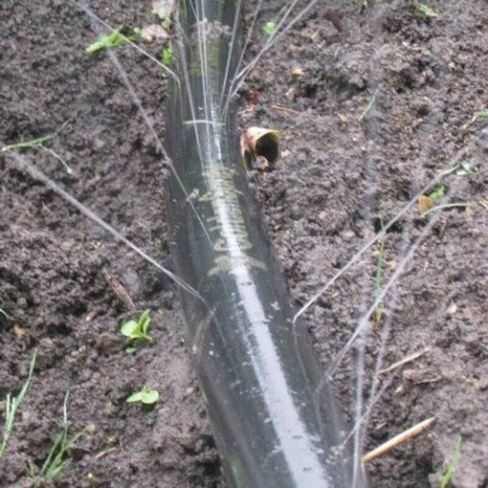 Голден Спрей (А) 6 м