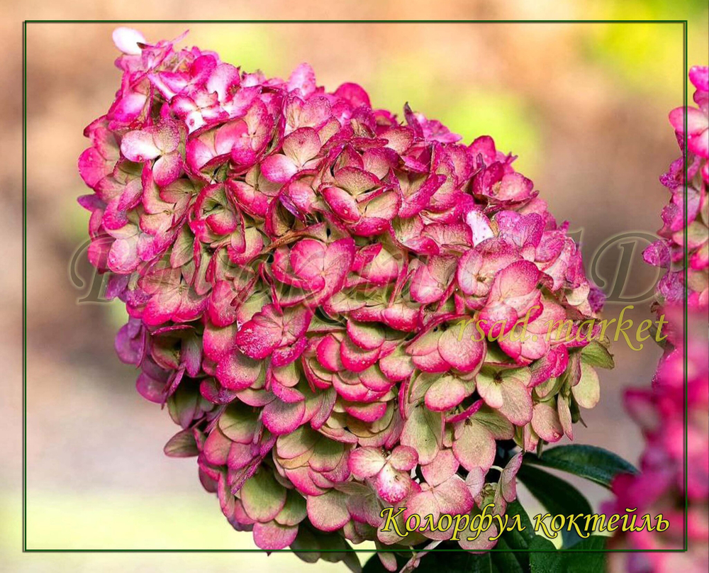 Гортензия метельчатая Колорфул Коктейль- Красочный коктейль (Hydrangea paniculata `Colourful Cocktail `)