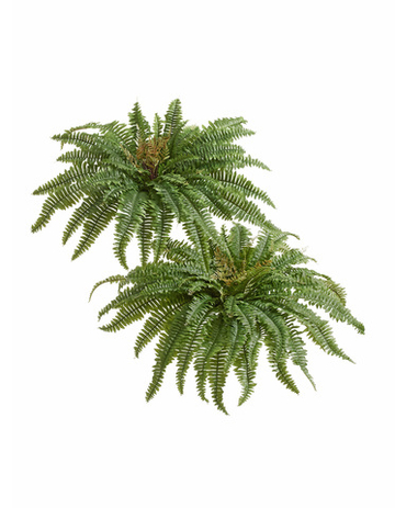 Папоротник Бостон Новый натуральный зеленый