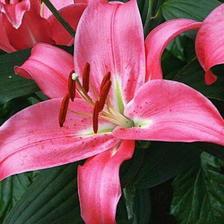 Лилия Меридон (5 шт) Волжский Сад