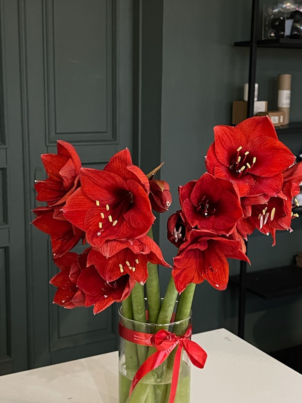 Амариллис красный
