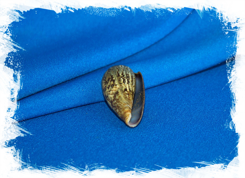 Conus (Lautoconus) hybridus