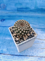 Sulcorebutia Arenacea (Сулькоребуция)
