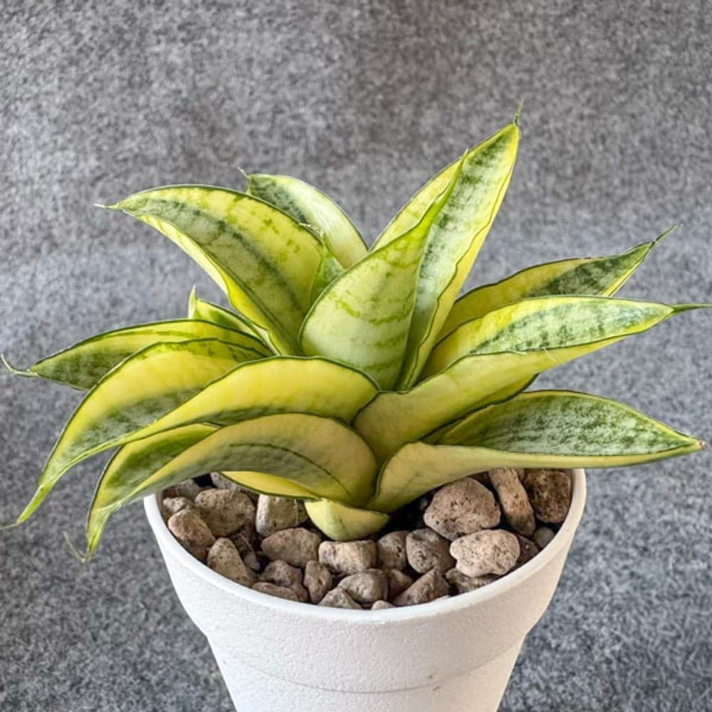 Сансевиерия GABRIELLA YELLOW VAR