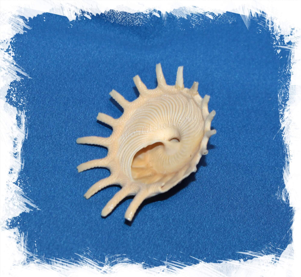 Солнечная Стеллария