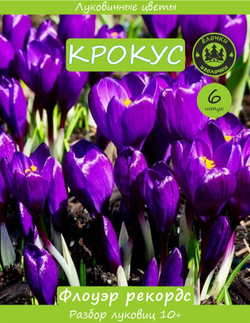 Крокус Луковица, Флоуэр рекордс, 6шт