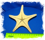 Морская Звезда размер