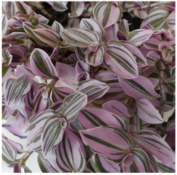 Tradescantia Albiflora White-Pink