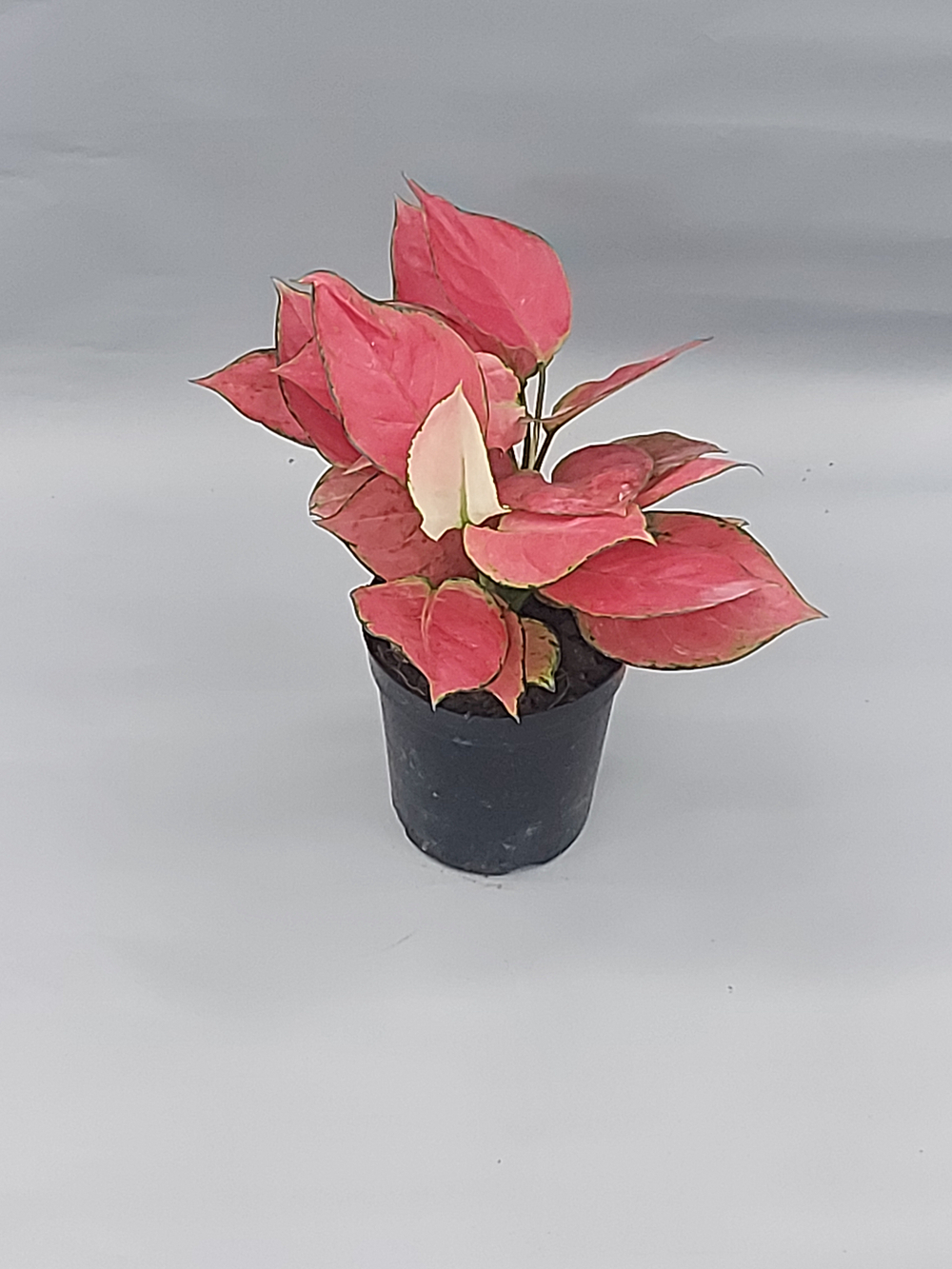 Аглаонема Джили Ред