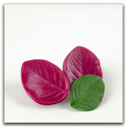 Лист рябины черноплодной