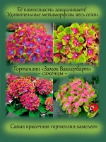 Гортензия Шлосс Вакербарт Замок крупнолистная