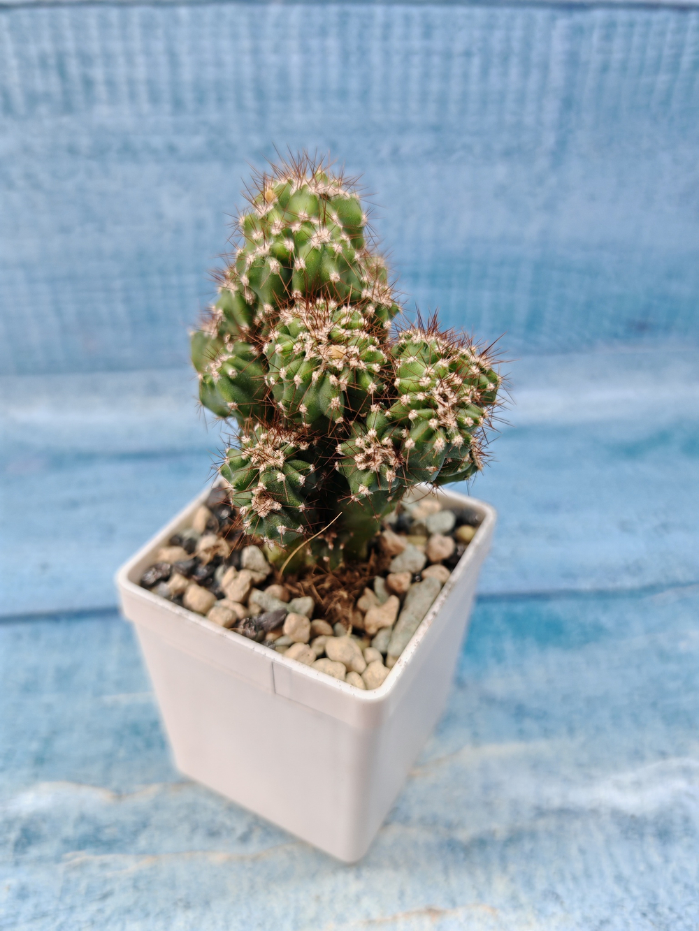 Cereus Peruvianus Monstrosus (Цереус)