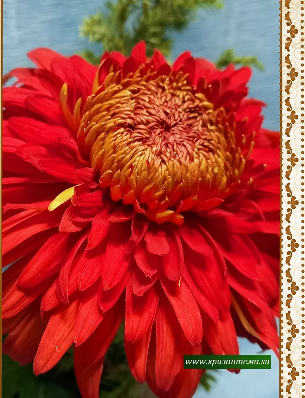 Редкие сорта хризантемы Matlock /ан 18 /поставка весна 2026г/