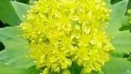 Корень родиолы розовой