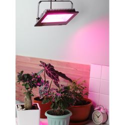 Фитопрожектор для растений светодиодный ЭРА FITO-100W-RB-LED для цветения и плодоношения красно-синего спектра 100 Вт