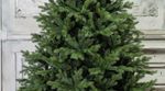 Ель искусственная «Графская» (Литая+пвх) от 1,2 м до 3 м