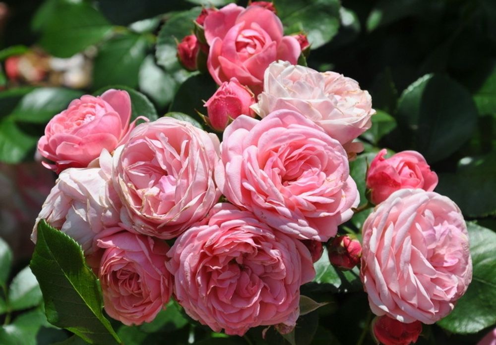 Байландо (Bailando)